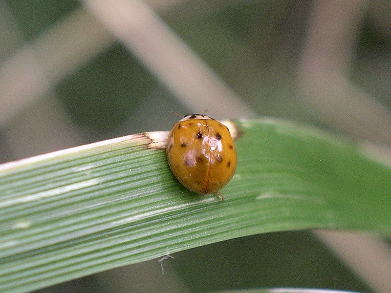 Coccinelle ... pluripunctate: Harmonia axyridis